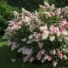 Vanilla Strawberry™ Hydrangea Shrub 2 Vanilla Strawberry™ Hydrangea Shrub -Fast Growing Trees Vanilla Strawberry Hydrangea FGT 600x600 4867194f d96b 47ef 8e0e 42a2f236ee41