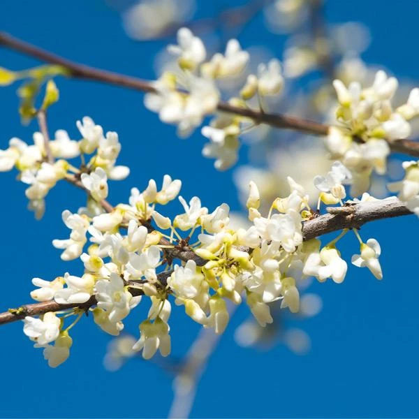 Vanilla Twist Redbud Tree 3 Vanilla Twist Redbud Tree