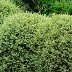 Variegated Boxwood Shrub 8 Variegated Boxwood Shrub -Fast Growing Trees Variegated Boxwood 1