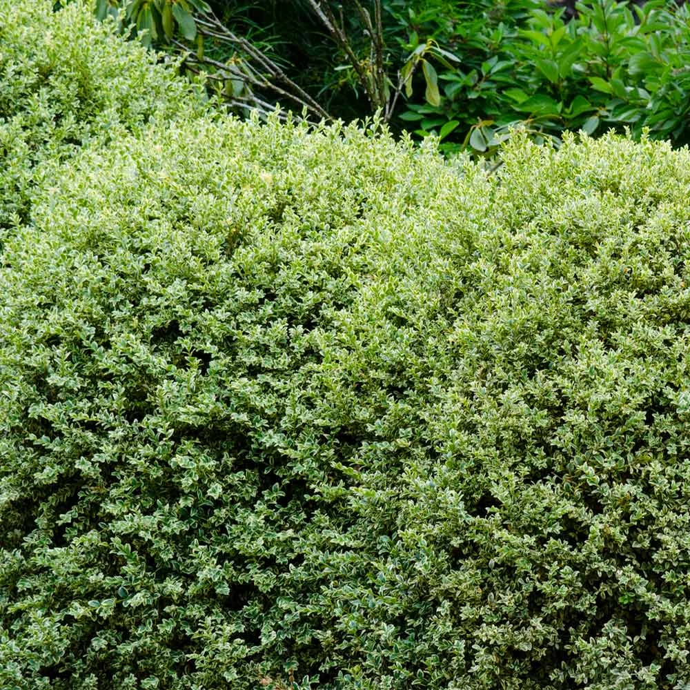 Variegated Boxwood Shrub 5 Variegated Boxwood Shrub - Image 3