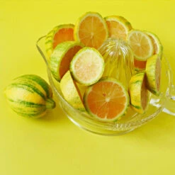 Pink Variegated Eureka Lemon Tree 12 Pink Variegated Eureka Lemon Tree -Fast Growing Trees Variegated Pink Eureka 3 fc1d5a93 7ca6 443b a4e9 221de3f12f84