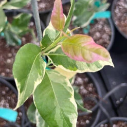 Pink Variegated Eureka Lemon Tree 13 Pink Variegated Eureka Lemon Tree -Fast Growing Trees Variegated Pink Eureka 7 056a21e5 a8ca 49f0 ab7f 8c763a03bbd9