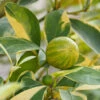 Pink Variegated Eureka Lemon Tree 1 Pink Variegated Eureka Lemon Tree -Fast Growing Trees Variegated Pink Eureka FGT 600x600 28047feb ac18 41c2 bc96 59d832f1d942