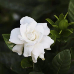 Gardenia 'Veitchii' Shrub 7 Gardenia 'Veitchii' Shrub -Fast Growing Trees Veitchii Gardenia 2 FGT