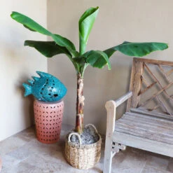 Boho House Plant Kit 14 Boho House Plant Kit -Fast Growing Trees Veranda Banana 3 9a882426 fee0 400e bf5e cc653dcfb427