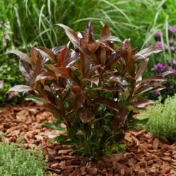 Coppertop® Sweet Viburnum Shrub 9 Coppertop® Sweet Viburnum Shrub -Fast Growing Trees Viburnum Coppertop 2