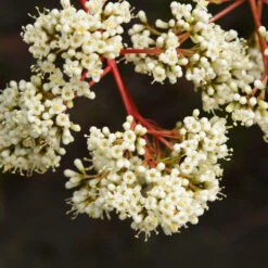 Coppertop® Sweet Viburnum Shrub 10 Coppertop® Sweet Viburnum Shrub -Fast Growing Trees Viburnum Coppertop 3
