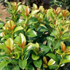 Volcano Cherry Laurel 8 Volcano Cherry Laurel -Fast Growing Trees Volcano Laurel 3 FGT