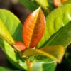 Volcano Cherry Laurel 1 Volcano Cherry Laurel -Fast Growing Trees Volcano Laurel FGT 600x600 5b1227ca 084f 4e2e 90ae 343c02974e7c