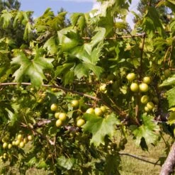 Wine Lover's Kit 9 Wine Lover's Kit -Fast Growing Trees WIne Lovers Kit 2