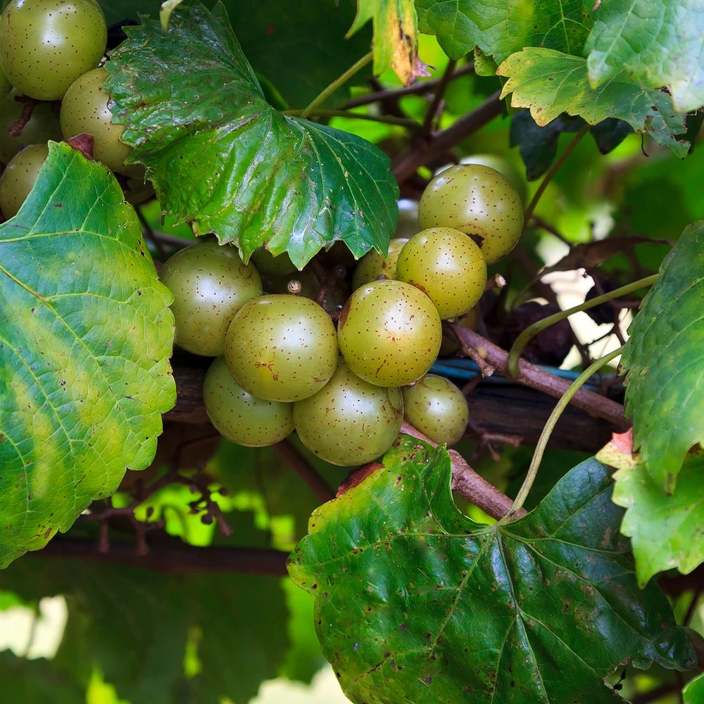 Wine Lover's Kit 6 Wine Lover's Kit - Image 5