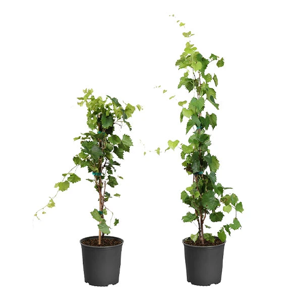 Wine Lover's Kit 2 Wine Lover's Kit