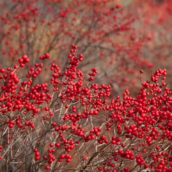 Winter Red Winterberry Holly Shrub 12 Winter Red Winterberry Holly Shrub -Fast Growing Trees WInter Red winterberry 1