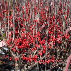 Winter Red Winterberry Holly Shrub 14 Winter Red Winterberry Holly Shrub -Fast Growing Trees WInter Red winterberry 3G