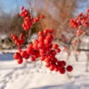 Winter Red Winterberry Holly Shrub 2 Winter Red Winterberry Holly Shrub -Fast Growing Trees WInter Red winterberry FGT 600x600 001b38bb 63bf 457e 9a8b 139728ed43c5