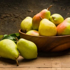 Warren Pear Tree 9 Warren Pear Tree -Fast Growing Trees Warren Pear Tree 1