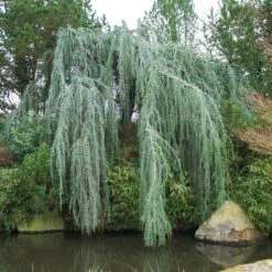 Weeping Blue Atlas Cedar Tree 9 Weeping Blue Atlas Cedar Tree -Fast Growing Trees Weeping Blue atlas Cedar 1