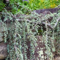 Weeping Blue Atlas Cedar Tree 8 Weeping Blue Atlas Cedar Tree -Fast Growing Trees Weeping Blue atlas Cedar 5 FGT