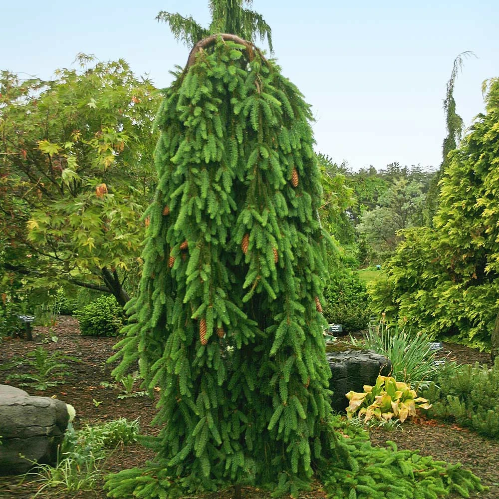 Weeping Norway Spruce Tree 4 Weeping Norway Spruce Tree - Image 2