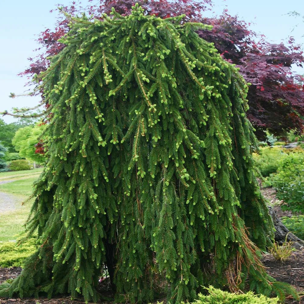 Weeping Norway Spruce Tree 5 Weeping Norway Spruce Tree - Image 3