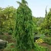 Weeping Norway Spruce Tree 2 Weeping Norway Spruce Tree -Fast Growing Trees Weeping Norway SPruce FGT 600x600 d111cbd0 5666 4827 8dfd af7284e7506e