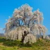 Weeping Yoshino Cherry Tree 2 Weeping Yoshino Cherry Tree -Fast Growing Trees Weeping Yoshino Cherry 600x600 a651f7d0 537b 4dfb 8619 ebabb2d54c44