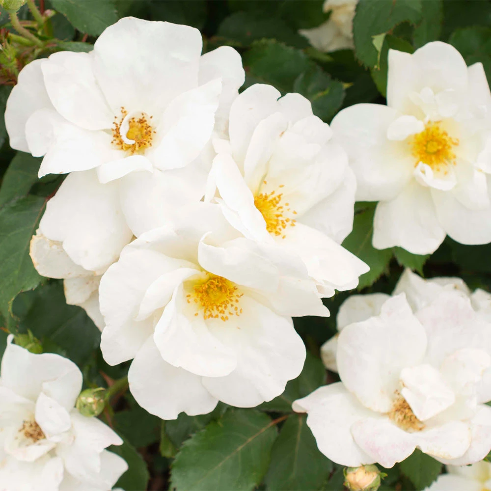 White Knock Out® Rose 4 White Knock Out® Rose - Image 2
