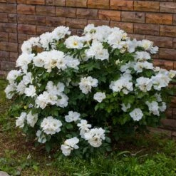 White Knock Out® Rose 9 White Knock Out® Rose -Fast Growing Trees White Knockout Rose 4
