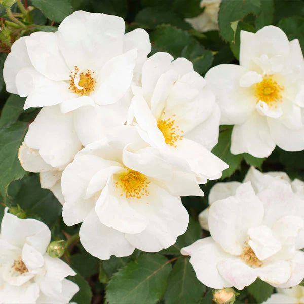 White Knock Out® Rose 3 White Knock Out® Rose