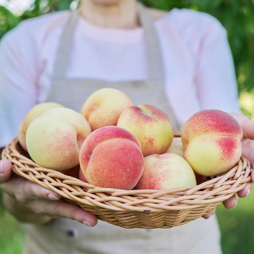 White Lady Peach Tree 4 White Lady Peach Tree - Image 2