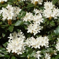 White Rhododendron 7 White Rhododendron -Fast Growing Trees White Rhododendron 2 FGT