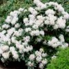 White Rhododendron 2 White Rhododendron -Fast Growing Trees White Rhododendron FGT 600x600 2e6f5762 d561 4abf be22 376d963cbe0f