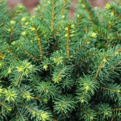 White Spruce Tree 9 White Spruce Tree -Fast Growing Trees White Spruce Tree 3 FGT