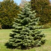 White Spruce Tree 1 White Spruce Tree -Fast Growing Trees White Spruce Tree FGT 600x600 3b8f2baa 581d 4a29 9f38 25d68bbf5905