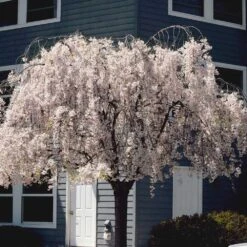 White Weeping Cherry Tree 10 White Weeping Cherry Tree -Fast Growing Trees White Weeping Cherry 6