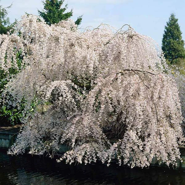 White Weeping Cherry Tree 3 White Weeping Cherry Tree