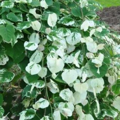 Whitewater Redbud Tree -Fast Growing Trees Whitewater Redbud 2