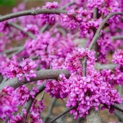 Whitewater Redbud Tree -Fast Growing Trees Whitewater Redbud 3