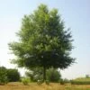 Willow Oak Tree 1 Willow Oak Tree -Fast Growing Trees Willow Oak FGT 600x600 7d354e98 87f3 4b40 9a52 d954f7a224a0