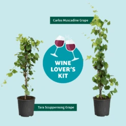 Tara Scuppernong Grape -Fast Growing Trees Wine Lovers Kit Graphic 301366c6 ebcf 4d94 ad77 06f0e938ca39