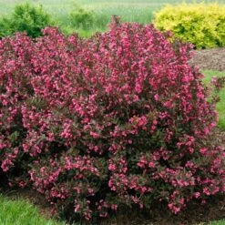 Wine & Roses® Weigela Shrub 9 Wine & Roses® Weigela Shrub -Fast Growing Trees Wine and Roses Weigela 2 FGT