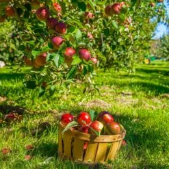 Winesap Apple Tree 8 Winesap Apple Tree -Fast Growing Trees Winesap Apples 1