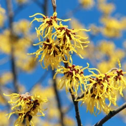 Common Witch Hazel Shrub 11 Common Witch Hazel Shrub -Fast Growing Trees Witch Hazel 1