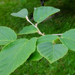 Diane Witch Hazel Shrub 10 Diane Witch Hazel Shrub -Fast Growing Trees Witch Hazel Diane 2