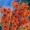 Jelena Witch Hazel Shrub 2 Jelena Witch Hazel Shrub -Fast Growing Trees Witch Hazel Jelena 600x600jpg