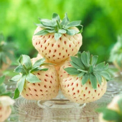 Pineberry 11 Pineberry -Fast Growing Trees Wonderful Pineberry 8