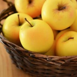 Golden Delicious Apple Tree 9 Golden Delicious Apple Tree -Fast Growing Trees Yellow Delicious Apples 4 FGT