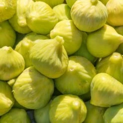 Yellow Fig Tree 10 Yellow Fig Tree -Fast Growing Trees Yellow Fig 1