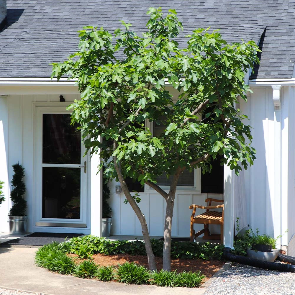 Yellow Fig Tree 7 Yellow Fig Tree - Image 5