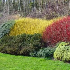 Yellow Twig Dogwood Shrub 12 Yellow Twig Dogwood Shrub -Fast Growing Trees Yellow Twig Dogwood 1